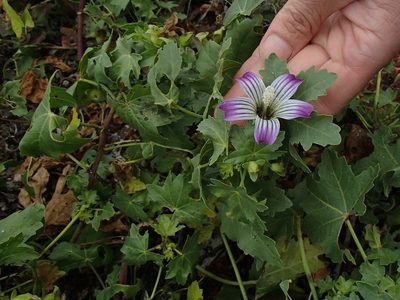Malva pacifica, photographed by Tom Wainwright