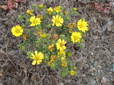 Deinandra streetsii, photographed by Tom Wainwright