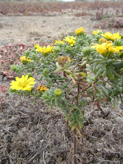 Deinandra streetsii, photographed by Tom Wainwright