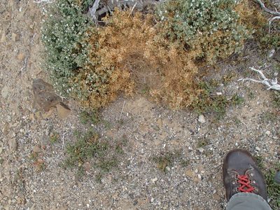 Cuscuta salina, photographed by Tom Wainwright