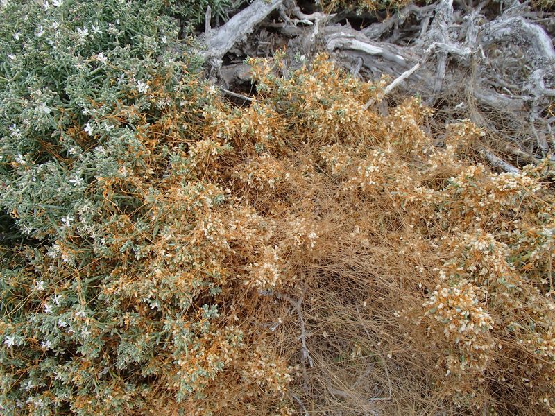 Cuscuta salina, photographed by Tom Wainwright