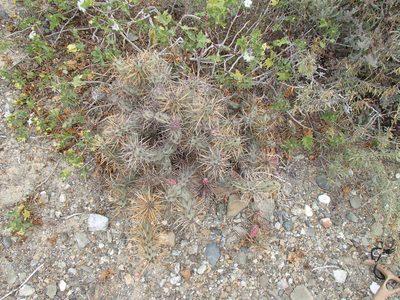 Cylindropuntia cedrosensis, photographed by Tom Wainwright