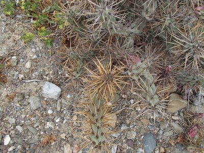 Cylindropuntia cedrosensis, photographed by Tom Wainwright