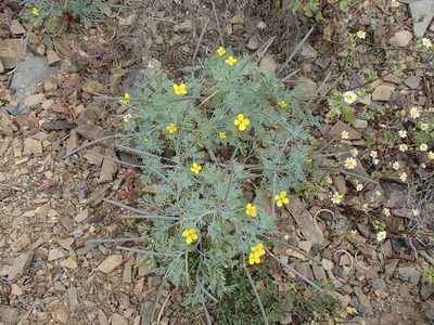 Eschscholzia ramosa