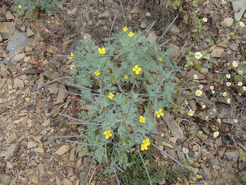 Eschscholzia ramosa, photographed by Tom Wainwright