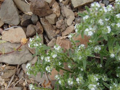 Cryptantha maritima, photographed by Tom Wainwright