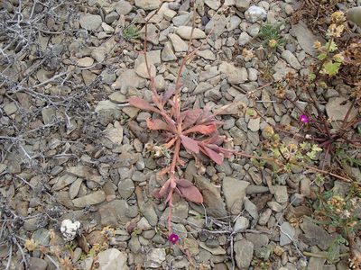 Cistanthe maritima, photographed by Tom Wainwright