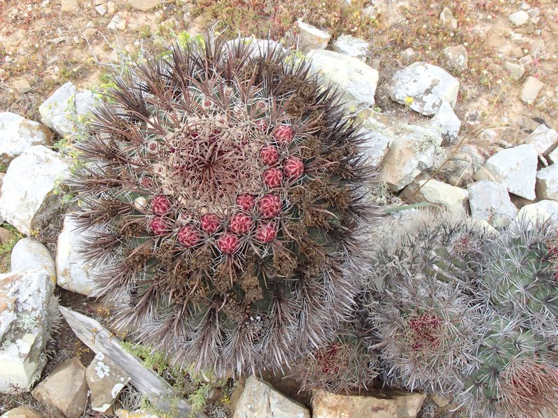 Ferocactus chrysacanthus, photographed by Tom Wainwright