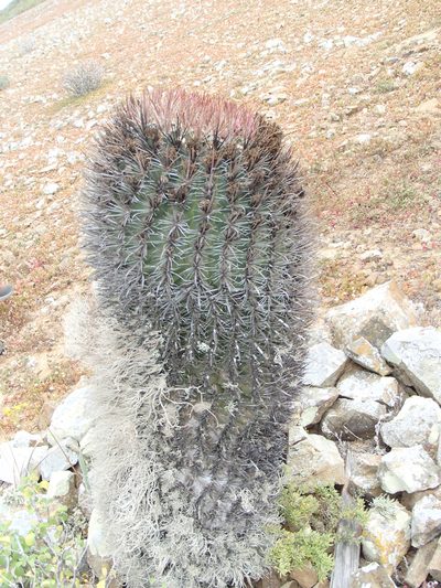 Ferocactus chrysacanthus, photographed by Tom Wainwright