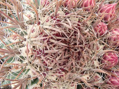Ferocactus chrysacanthus, photographed by Tom Wainwright