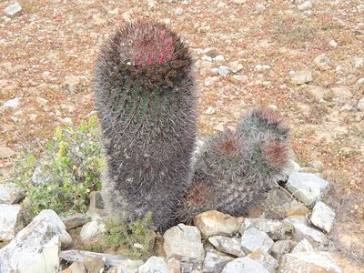 Ferocactus chrysacanthus, photographed by Tom Wainwright