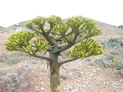 Agave sebastiana, photographed by Tom Wainwright