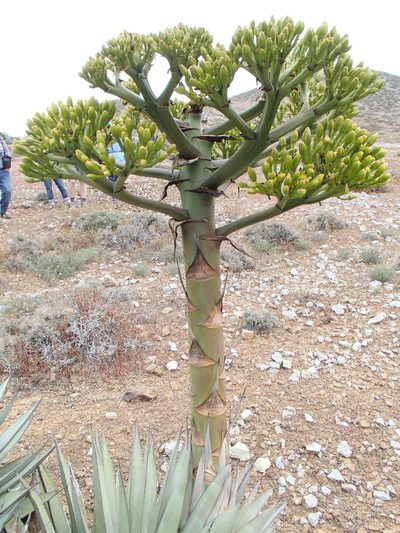 Agave sebastiana, photographed by Tom Wainwright