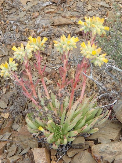 Dudleya linearis, photographed by Tom Wainwright
