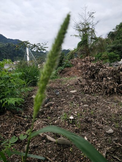 Setaria italica, photographed by 台東伍仟
