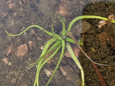 Isoetes lithophila, photographed by Alison Northup