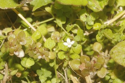 Oldenlandiopsis callitrichoides, photographed by Juan Cruzado Cortés