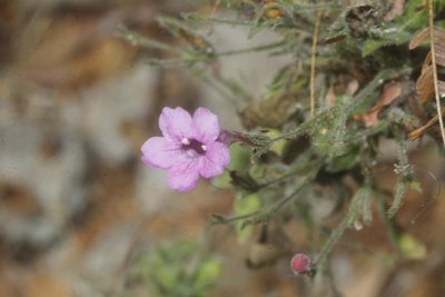 Ruellia inundata, photographed by Juan Cruzado Cortés