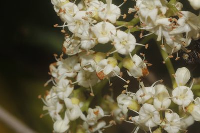 Ehretia tinifolia, photographed by Juan Cruzado Cortés