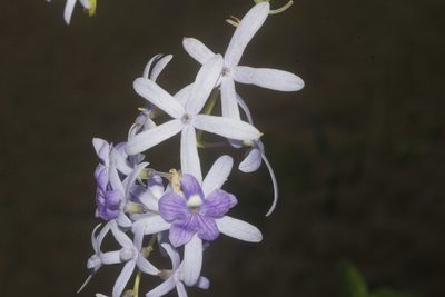 Petrea volubilis, photographed by Juan Cruzado Cortés