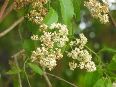 Ehretia tinifolia, photographed by Juan Cruzado Cortés