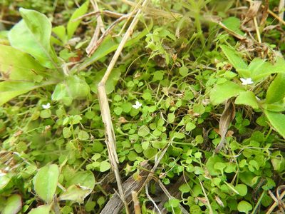Oldenlandiopsis callitrichoides, photographed by Juan Cruzado Cortés