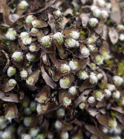 Mannia fragrans, photographed by aarongunnar