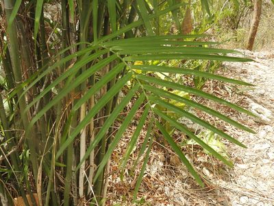 Chamaedorea seifrizii, photographed by Juan Cruzado Cortés