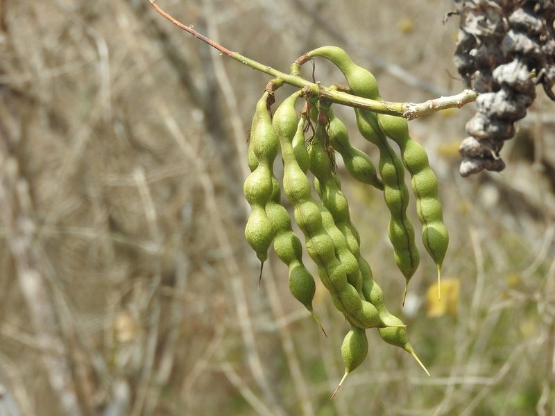 Erythrina standleyana, photographed by Juan Cruzado Cortés