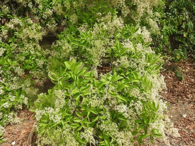 Ehretia tinifolia, photographed by Juan Cruzado Cortés