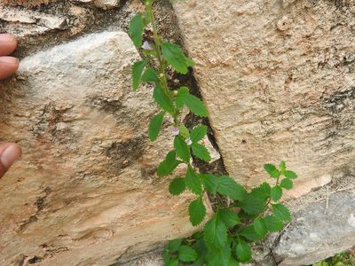 Capraria frutescens, photographed by Juan Cruzado Cortés