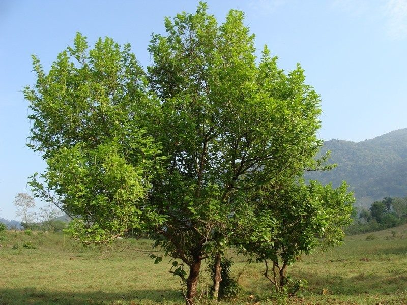 Coccoloba spicata, photographed by Alexis López Hernández