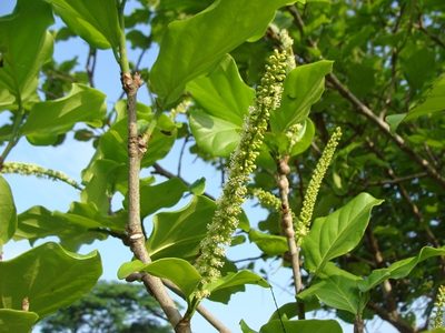 Coccoloba spicata, photographed by Alexis López Hernández