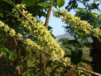 Casearia guianensis, photographed by Alexis López Hernández