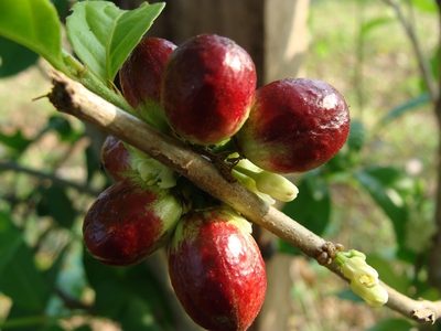 Casearia guianensis, photographed by Alexis López Hernández