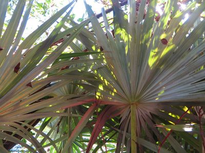 Leucothrinax morrisii, photographed by Ben Machado
