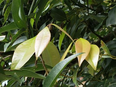 Cinnamomum burmanni, photographed by 台東伍仟