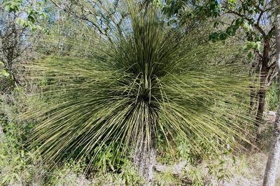 Dasylirion quadrangulatum, photographed by Juan Cruzado Cortés