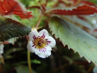 Achimenes candida, photographed by Alexis López Hernández