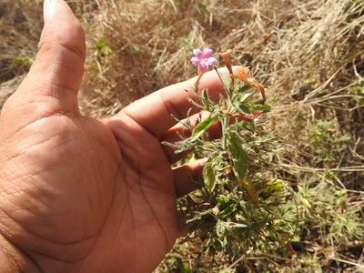 Ruellia inundata, photographed by Juan Cruzado Cortés