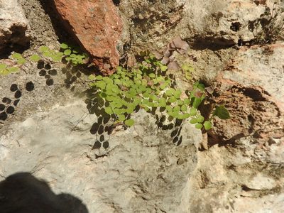 Adiantum tricholepis, photographed by Juan Cruzado Cortés