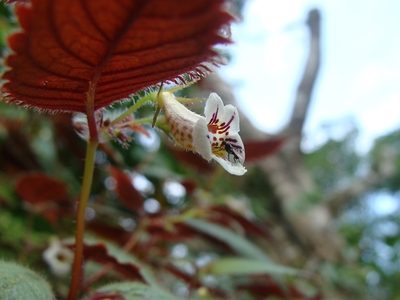 Achimenes candida, photographed by Alexis López Hernández