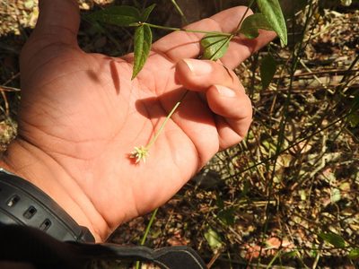 Alternanthera flavescens, photographed by Juan Cruzado Cortés