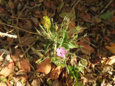 Ruellia inundata, photographed by Juan Cruzado Cortés