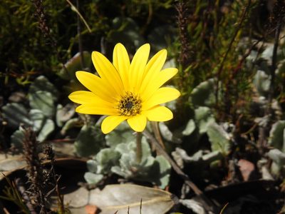 Arctotis rotundifolia, photographed by Matthew Fainman