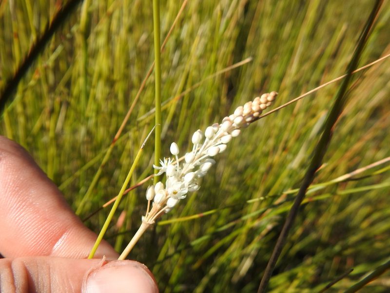 Bulbinella trinervis, photographed by Matthew Fainman