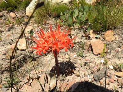 Brunsvigia marginata, photographed by Matthew Fainman
