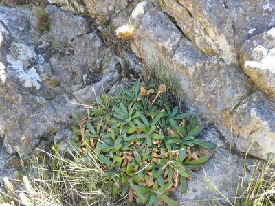Oldenburgia intermedia, photographed by Matthew Fainman