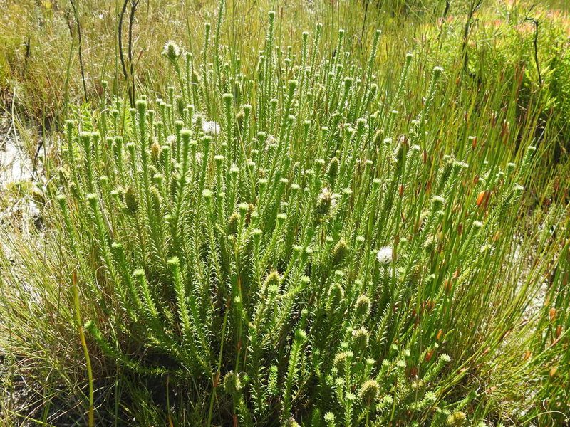 Stilbe albiflora, photographed by Matthew Fainman