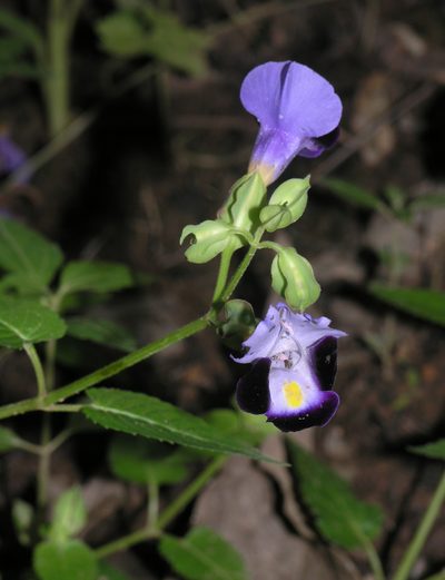 Torenia fournieri, photographed by Oleg Kosterin